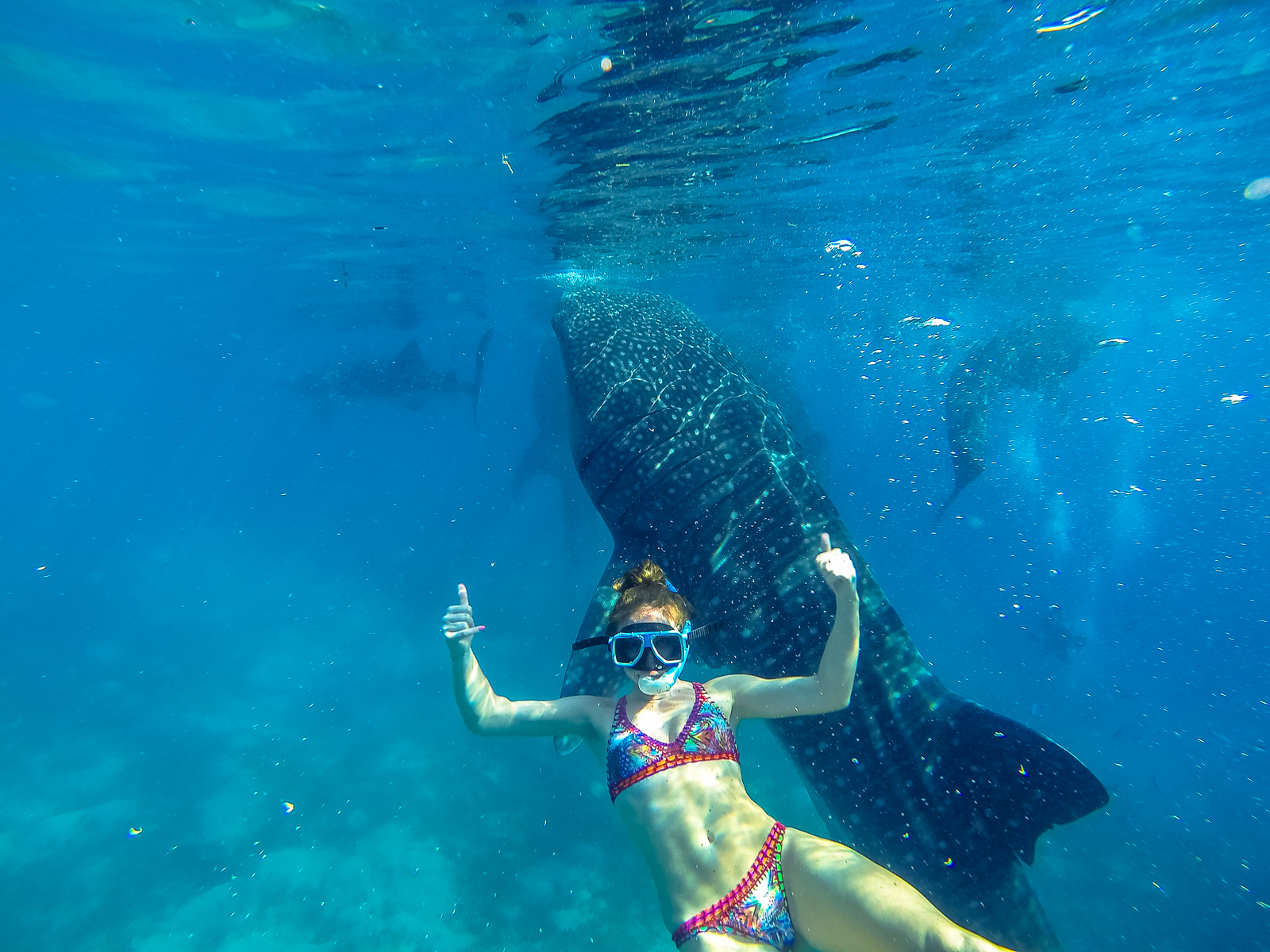 Swimming with whale sharks in the Philippines