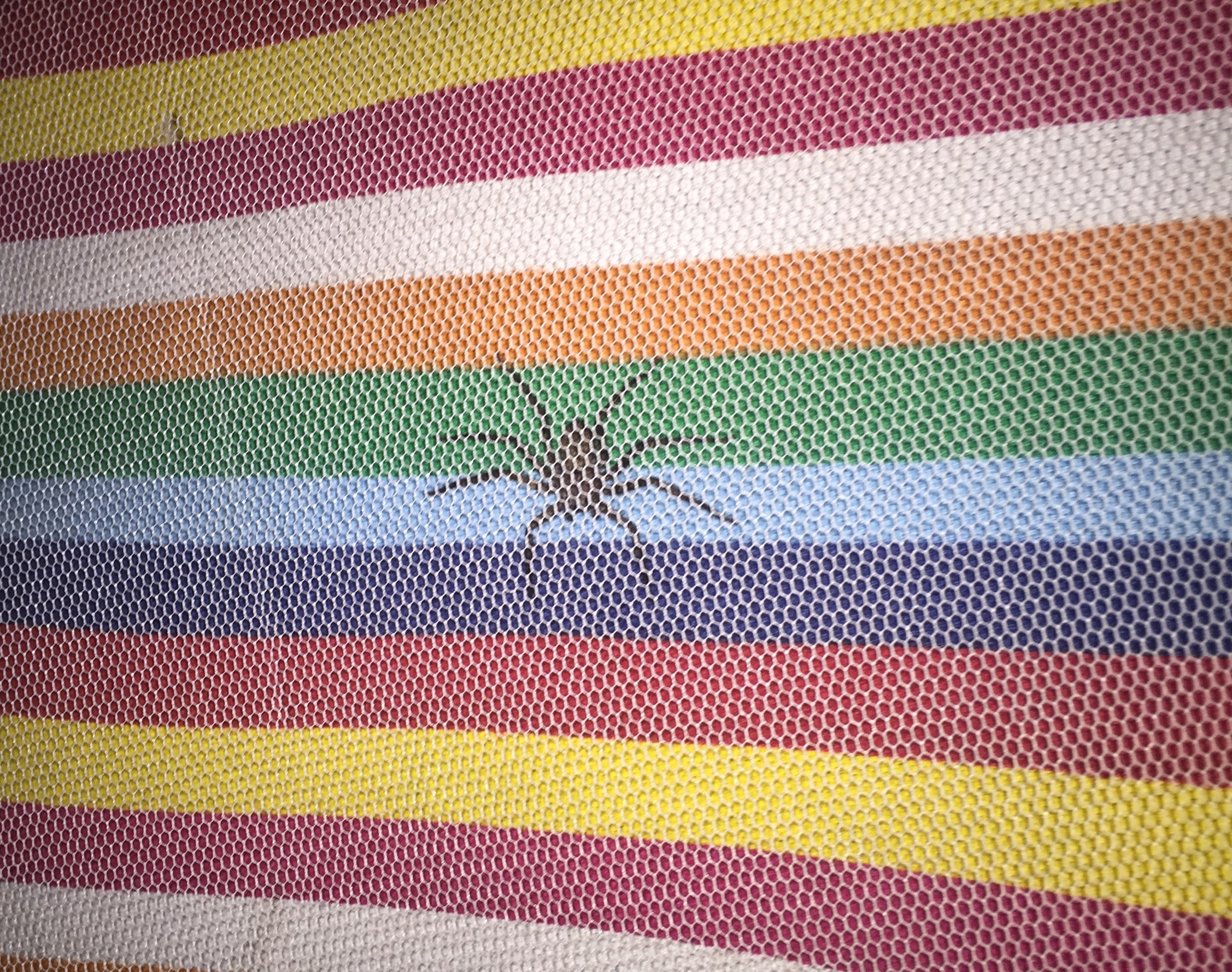 Giant spider in Cabo Polonio hostel in Uruguay