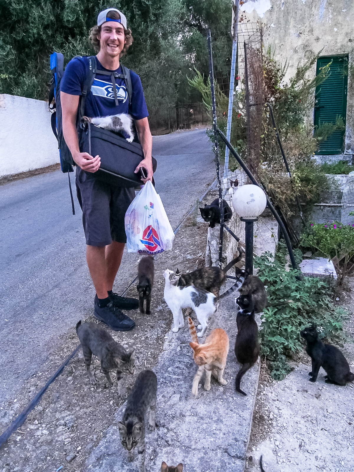 Cats in Corfu Greece